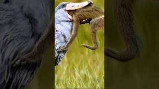 Check out this fascinating bird called ShoeBill 🦜🦖 [upl. by Karab10]