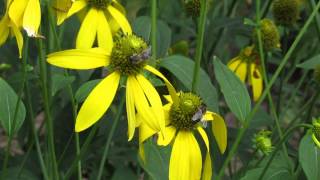 16082012 National Botanic Garden of Belgium [upl. by Llemhar]