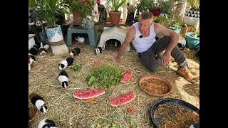 Guinea pigs WARNING EXTREME GRAPHIC FOOTAGE [upl. by Cadman673]