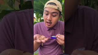 Found barbi3 candy filled caterpillars and share with fish shorts [upl. by Boothman210]