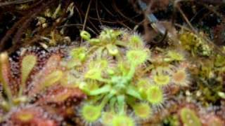 Drosera rotundifolia  Sundews Carnivorous Plants [upl. by Crystie792]