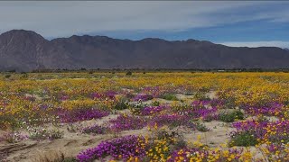 AnzaBorrego Desert State Park sees big wildflower bloom [upl. by Keir]