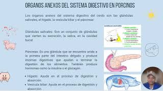 Órganos anexos del sistema digestivo del porcino y Del Equino [upl. by Garek]