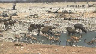 Namibie Etosha National Park [upl. by Ssur]