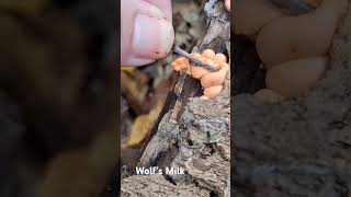 WOLFS MILK FUNGUS GOOOOOEY [upl. by Ahsinut]