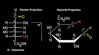 Fischer to Haworth Projection [upl. by Esekram]