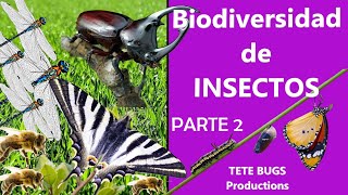 BIODIVERSIDAD de INSECTOS  Parte 2  TeteBugs [upl. by Otrebmuh81]