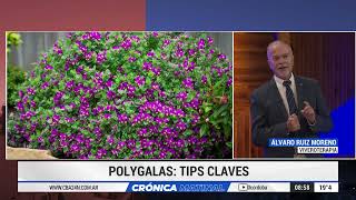 POLYGALAS TIPS CLAVES DE ÁLVARO RUIZ MORENO VIVEROTERAPIA [upl. by Jarrell]