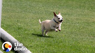 Senior Chihuahua Turns Into A Puppy Once He Finds The Perfect Family  The Dodo [upl. by Elyod]