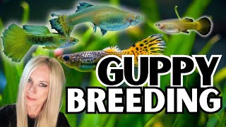 How To Breed Guppy Fish [upl. by Nylorak]