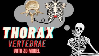 Vertebrae  Thorax Types Side determinationFeatures Borders amp Attachments  3D Modelling [upl. by Nielson]