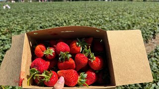 Picking Strawberry  Beerenberg farm Adelaide [upl. by Elocin]