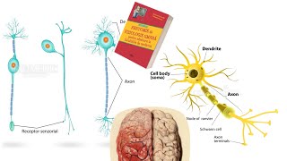 ADMITERE MEDICINA Barron’s Cap10 Tesutul Nervos part1 [upl. by Rustie]