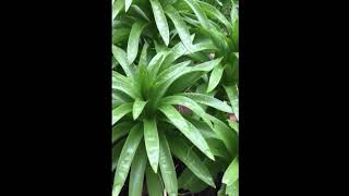 How to grow Fritillaria imperialis the crown imperial [upl. by Felicdad5]