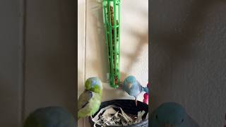 Jay  Parrotlets skill eating 🦜🤣parrotlets forpus birds [upl. by Ayikat]