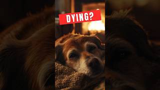 Signs That Your Dog Is Dying [upl. by Cinomod5]