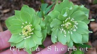 Winter Blooming PlantsHellebores [upl. by Retsev]