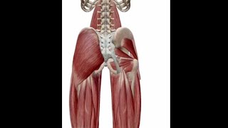 ANATOMIE FMPM MYOLOGIE DE LA HANCHE [upl. by Shalom]