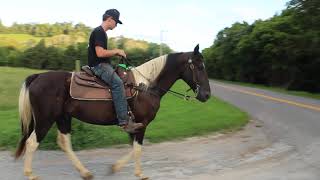 Very Broke Spotted Saddle Horse Gelding for Sale at McNatt Farms [upl. by Pernas]