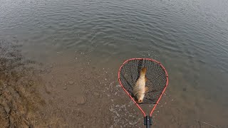 Glenbawn Dam Carp fishing with a good mate [upl. by Alded]