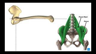 Hip Flexors  Rectus Femoris amp Iliopsoas Psoas Major amp Iliacus [upl. by Buller]