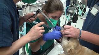 Administering Propofol for sedation and placing the endotracheal tube [upl. by Verla77]