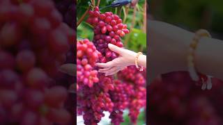 Red 🍒 Grapes 🍇 Harvesting grape grapetree harvesting [upl. by Kennedy807]