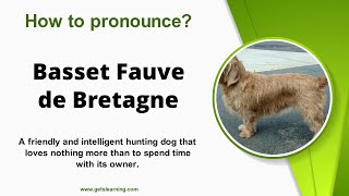 How to pronounce Basset Fauve de Bretagne Correctly in English [upl. by Hnim693]