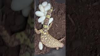 Heloderma h exasperatum egg laying [upl. by Inaleon]