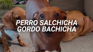 quotPerro salchicha gordo bachicha 💓quot  María Elena Walsh  Perro Salchicha [upl. by Pega]