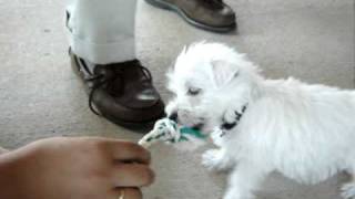 Westie puppys first day home [upl. by Ruelu]