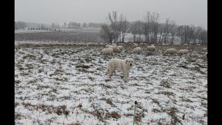 White Dorper Sheep [upl. by Delfeena]