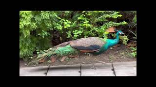 Peacock 🦚 was walking 🚶 with us and having brunch in Sentosa Island 🏝️ Singapore 🇸🇬 优哉游哉的孔雀🦚 [upl. by Isacco]