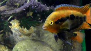 Puesta Cíclidos Arcoiris Archocentrus multispinosus  Rainbow cichlid spawn [upl. by Grania257]