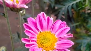 Separation repotting and propagation of Chrysanthemum Guldaudi  Guptas Home Gardening 🏡 [upl. by Colwell]