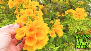 My Tecoma stans is in BLOOM  STUNNING Yellow FLOWERS  Interesting SEEDS [upl. by Reinhold]