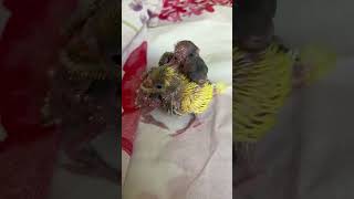 Allah ki Shan SubhanAllah foryou birds comment subscribe arabic топ vairalvideo fyp budgies [upl. by Fadas]