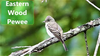 Eastern Wood Pewee [upl. by Freemon]