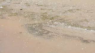 Piping Plover chick 5 [upl. by Bound]