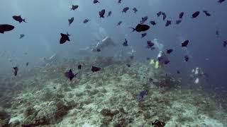 Maldives Diving Part 1 [upl. by Anselmo792]