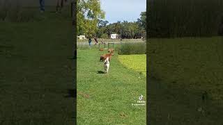 CACHORRO PEGANDO CAPIVARA 😲😲😲 [upl. by Chladek]