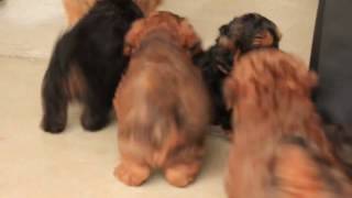 Shorkie Poo Puppies For Sale [upl. by Nilats]