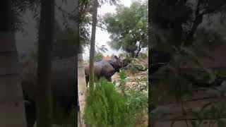 Rhino Attack On The Street rhino animal nationalpark [upl. by Yacano]