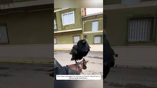 This man managed to rescue a crow in time from a fierce hawk and then animalshorts [upl. by Messing695]