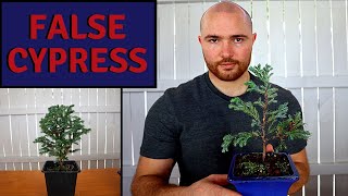 Making a new False Cypress bonsai from nursery stock  Chamaecyparis Pisifera Boulevard [upl. by Ahsekim]