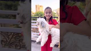 amaira k liye aya dog shorts thegeetagurjar [upl. by Nosnev876]