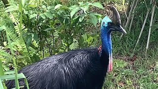 Southern Cassowary  Bird Paradise  Mandai Wildlife Reserve [upl. by Ssyla]