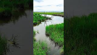 Assateague Island National Seashore [upl. by Suckram]