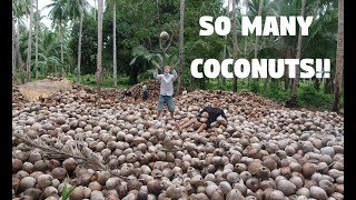 People Going Crazy In The Philippines COCONUTS Lanao Del Norte Mindanao [upl. by Demahom668]