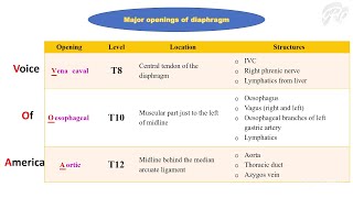 Thoracoabdominal diaphragm [upl. by Bunder189]